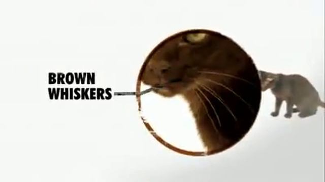 Animal Planet : Cats 101 ~ Havana Brown смотреть онлайн