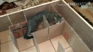 Лабиринт для домашних животных.