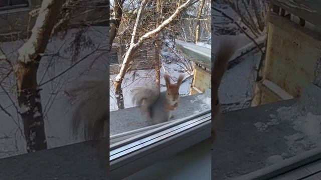 Перед едой надо умыться#nature#squirrel#белка смотреть онлайн