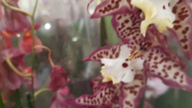 ПЛАНЕТА ЛЕТА.ОБЗОР // 01. 05. 24// смотреть онлайн