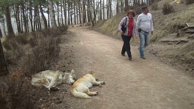 Кисловодск. Парк. смотреть онлайн