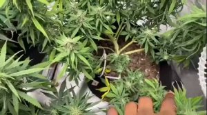 Kush XL Autoflower LST Grow Day 60-65 (Week 5 of flower) ONEO 3500k