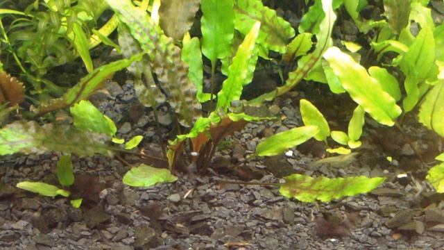 Фальга, как отражатель.Мелкий грунт - укоренение растений и прослойка удобрений!!! смотреть онлайн