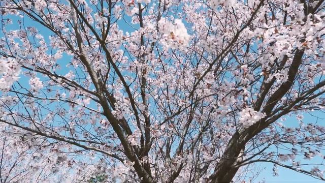 Under the Blossoms - Fujifilm XT200 Cinematic 4K смотреть онлайн