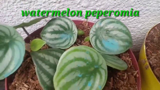 Personal Plant (Alagang Halaman)#succulent #Cactus #OrnamentalPlants #HangingPlants смотреть онлайн