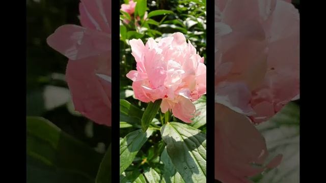 ＃peony raspberry sundae,작약. смотреть онлайн