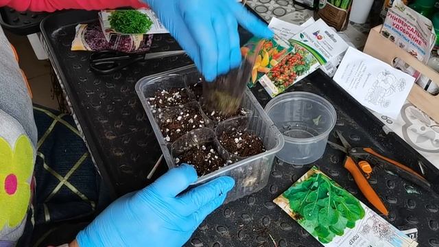 ОГОРОД на подоконнике в зимний период. Несколько способов посевов смотреть онлайн