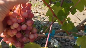 Обзор винограда 16 июля 2024: Джокер,Алекс,Спринтер, Цитадель.mp4