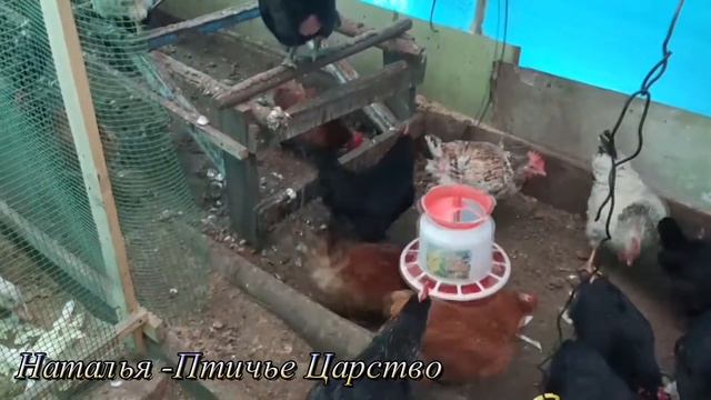 Умирающий лебедь смотреть онлайн