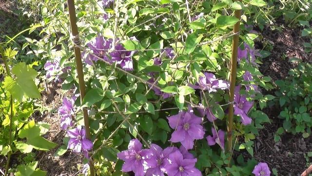 КЛЕМАТИС - ЭТО ПРОСТО / АЗЫ УХОДА смотреть онлайн