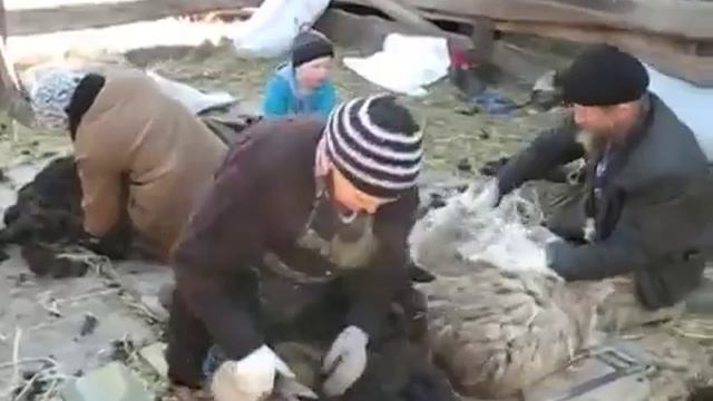 ??✂Как шерсть с ОВЦЫ СТРИГУТ #вдеревне #стригали #стрижкаовец Рукодельницам на заметку!БЕЗ ПРИКРАС