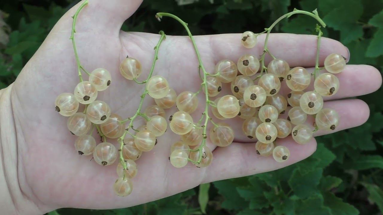 БЕЛАЯ ВЕРСАЛЬСКАЯ урожайный сорт белой смородины смотреть онлайн
