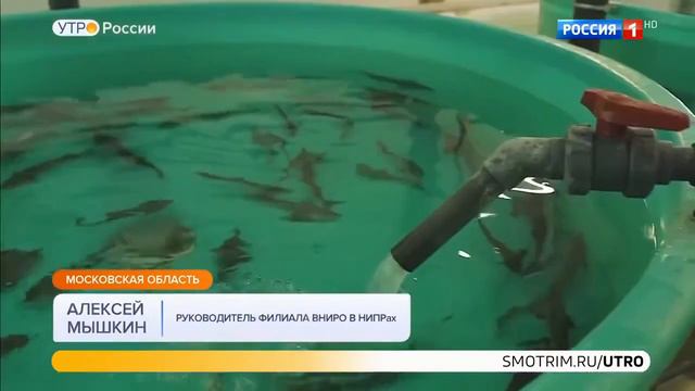 Полезная личинка мухи черная львинка. смотреть онлайн