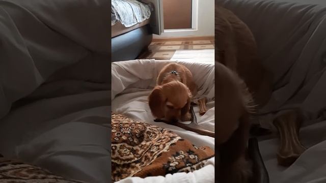 Лакомство для собак. Дина грызет оленьи рога смотреть онлайн