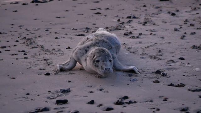 Милые животных для детей #7 / Cute animals #7 / ZOO for kids / Animals for kids смотреть онлайн