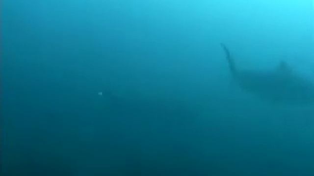 Galeocerdo cuvier vs. Megaptera novaeangliae смотреть онлайн