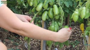 ЖИГАЛО! ОБЗОР СОРТОВ ТОМАТОВ! Советы от ЗЕЛЕНОГО ОГОРОДА!