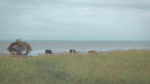 Тайбола - 2015. На краю земли. ИТОГИ. смотреть онлайн