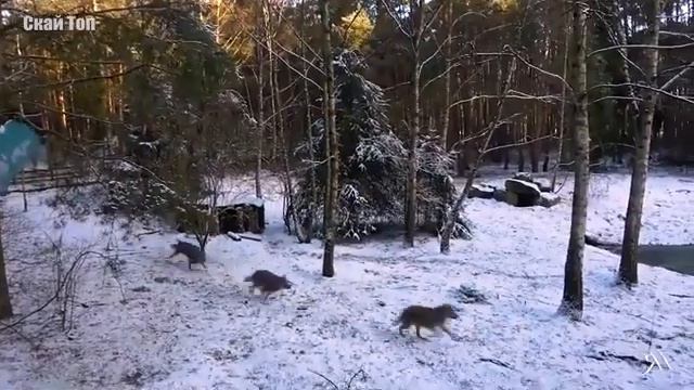 Слабонервным лучше не смотреть!!!!!самые опасные животные России!!!! смотреть онлайн