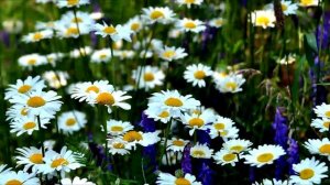 Что зовем мы Родиной