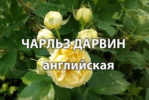Английская роза Чарльз Дарвин