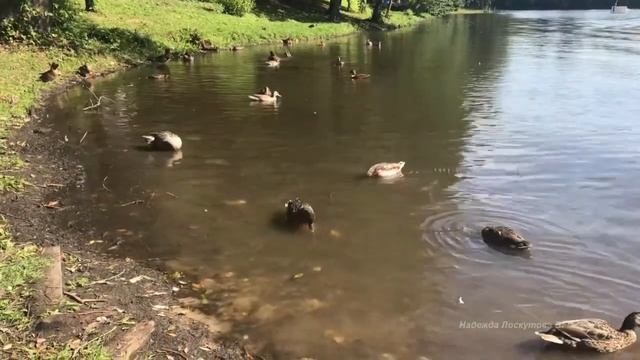 Музыка для отдыха, расслабления, снятия стресса. смотреть онлайн