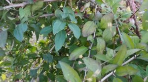 Ягоды Годжи на даче.