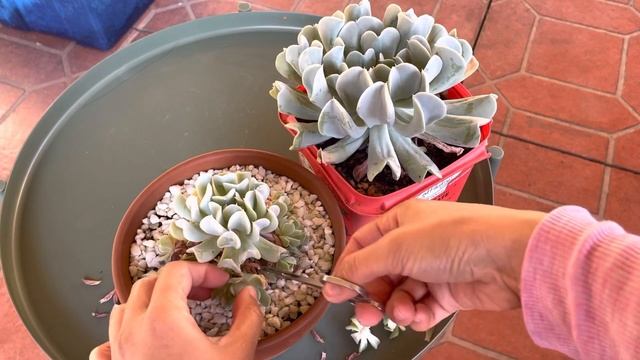 Topsy Turvy Harvesting Pups смотреть онлайн