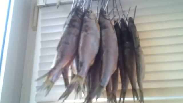 Холодное копчение рыбы смотреть онлайн