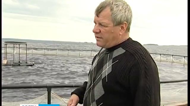 У радужной форели из Карелии - радужные перспективы на рынке смотреть онлайн