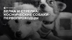 Белка и стрелка: космические собаки-первопроходцы