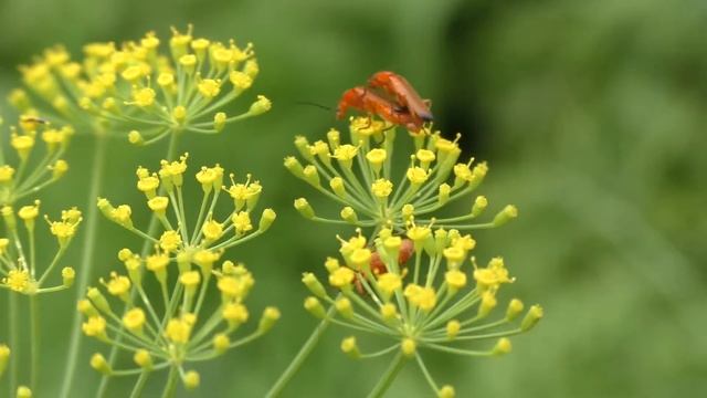 Camcorder Panasonic V770 macro test смотреть онлайн