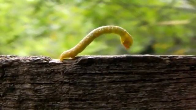 Lagarta Mede-Palmos (medideira) - Bicho Agrimensor - Ordem Lepidoptera смотреть онлайн