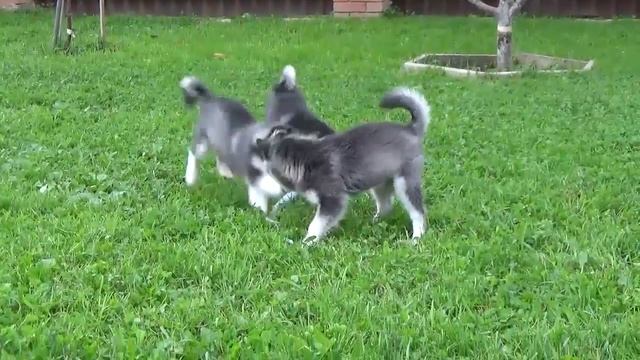 Щенки собаки Кли Каев | Питомник Аляскинских Кли Каев "Song of Ice" смотреть онлайн