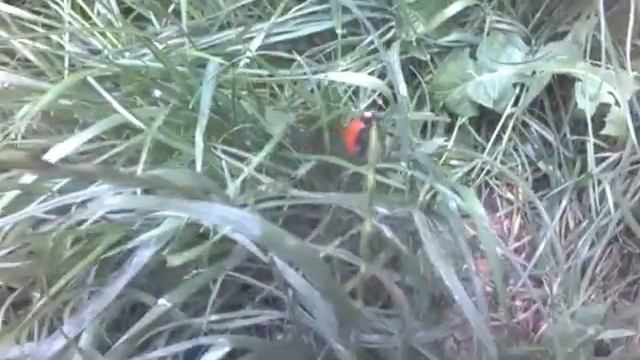 В гостях у Пятнышка: все о божьих коровках смотреть онлайн