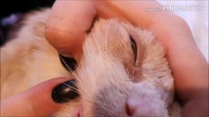 Как промыть нос коту.