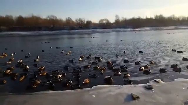 Коломенское, Москва-река 12.12.2020 смотреть онлайн