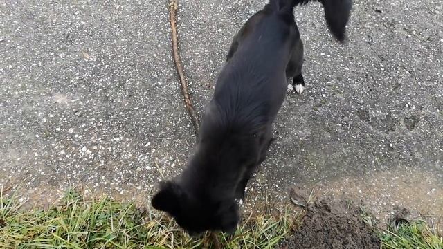 3.Прогулка с собаками. Посылка для Ласки. Феликс. смотреть онлайн