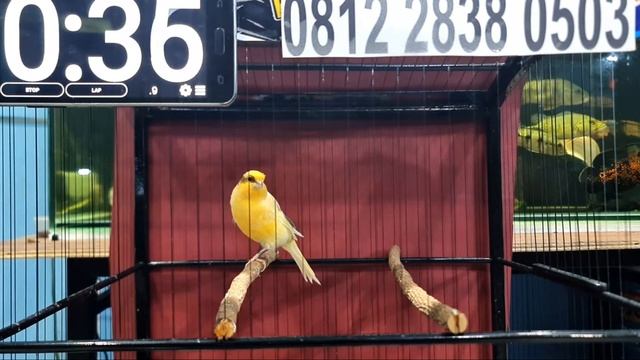LIVE LELANG?SERU SERUAN!! DAN BAHAN PROSPEK LOMBA DI LELANG MURAH || HANYA ADA DI YAKUZA CANARY смотреть онлайн
