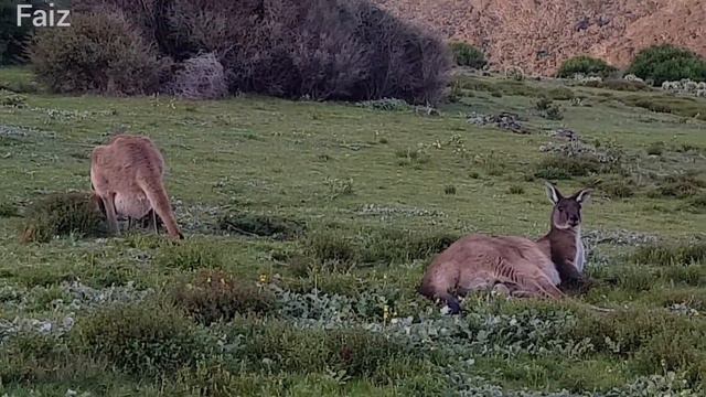 Kangaroos Australia 🇦🇺 Beautiful HD Video