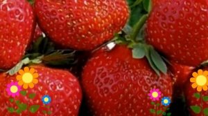 Земляника садовая Зефир (Zefir). Краткий обзор, описание характеристик, где купить саженцы