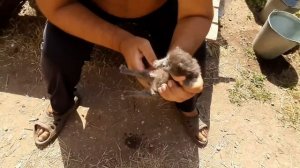 Котёнок без мамы. Уход за котёнком #1 | Актуально