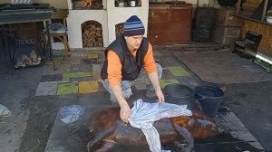Как опалить соломой и разделать свинью 1 часть    How to singe with straw and butcher a pig