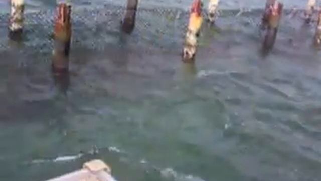 Гор дельфины Куба! смотреть онлайн