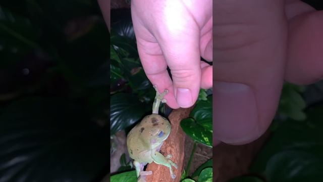 Feeding Australian frogs #wildlife #nature #frog #pets #reptiles #animalshorts #terraria #aquarium смотреть онлайн