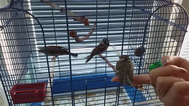 Кормление птенца синицы лазоревки смотреть онлайн