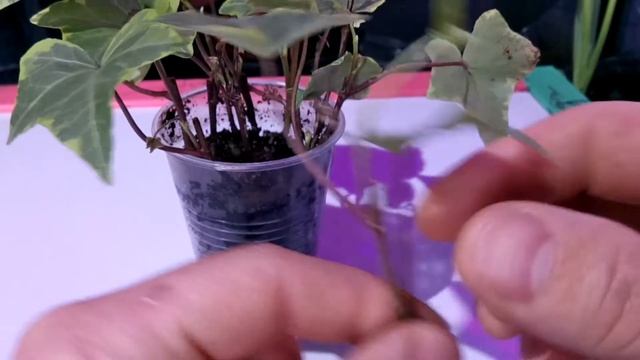 Плющ пестролистый! смотреть онлайн