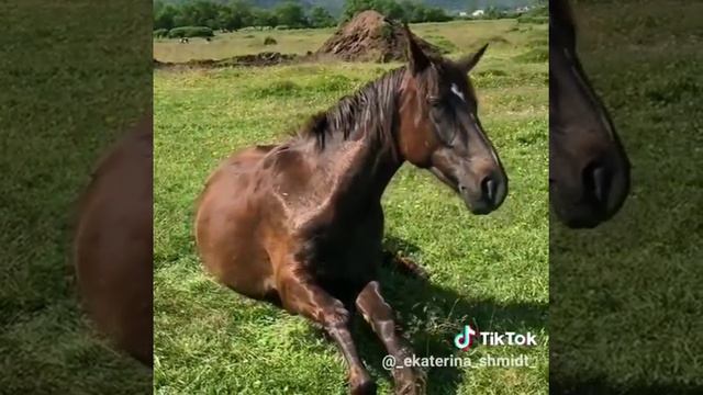 Моя любимая лошадь смотреть онлайн