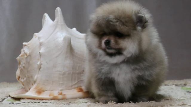 ПОМЕРАНСКИЙ ШПИЦ - ДЕВОЧКА НА ПРОДАЖУ смотреть онлайн