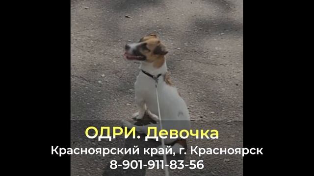 Пропала собака ! ОДРИ , Красноярский край , г. Красноярск смотреть онлайн